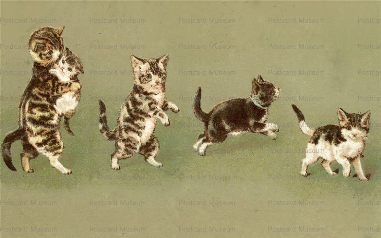 acc072-Helena Maguire 5Cats