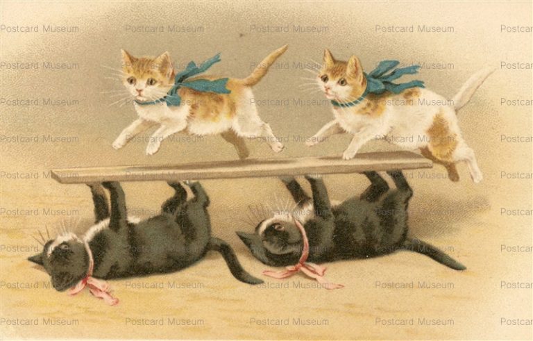 acc074-Play Cat on Board