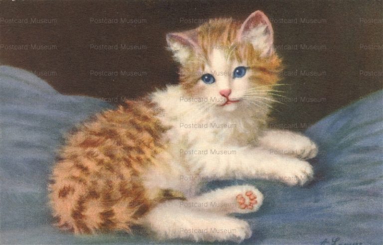 acc900-Cat in Bed