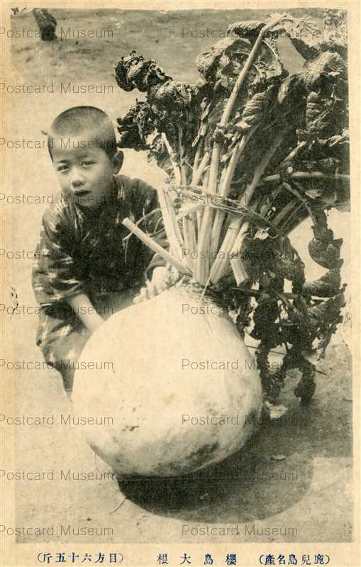 kag964-Sakurajima Radish 櫻島大根 目方六十五斤