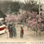 ks111-Cherry Blossoms Sumadera K578 須磨寺のさくら | 絵葉書