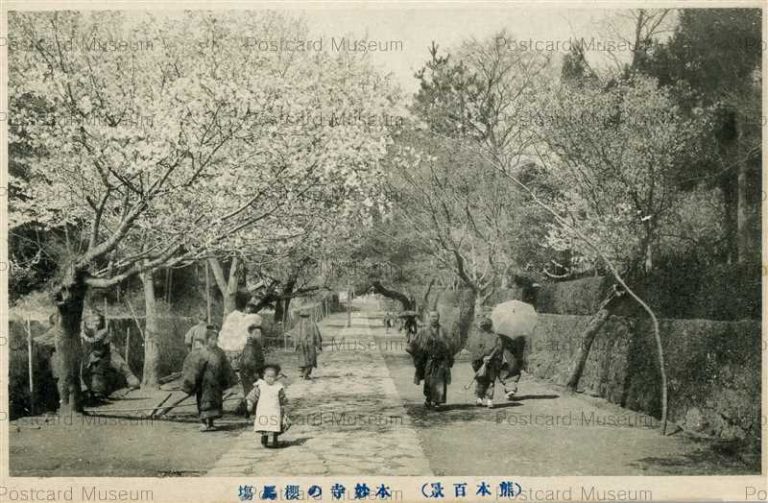 kum386-Honmyou Temple Sakuranobaba 本妙寺の櫻馬塲 熊本