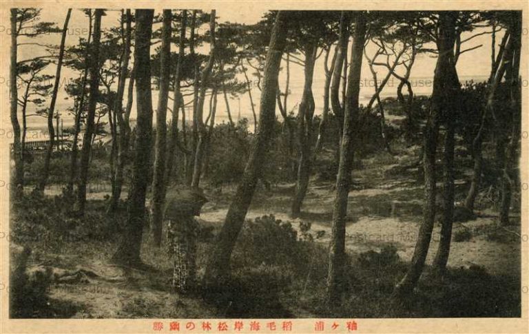 lb590-Inage kaigan Sodegaura Chiba 稻毛海岸松林の幽勝 袖ヶ浦 千葉