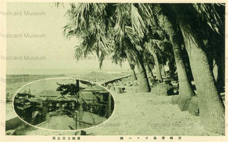 miy132-Aoshima Biro-jyu 宮崎靑島ビロー樹