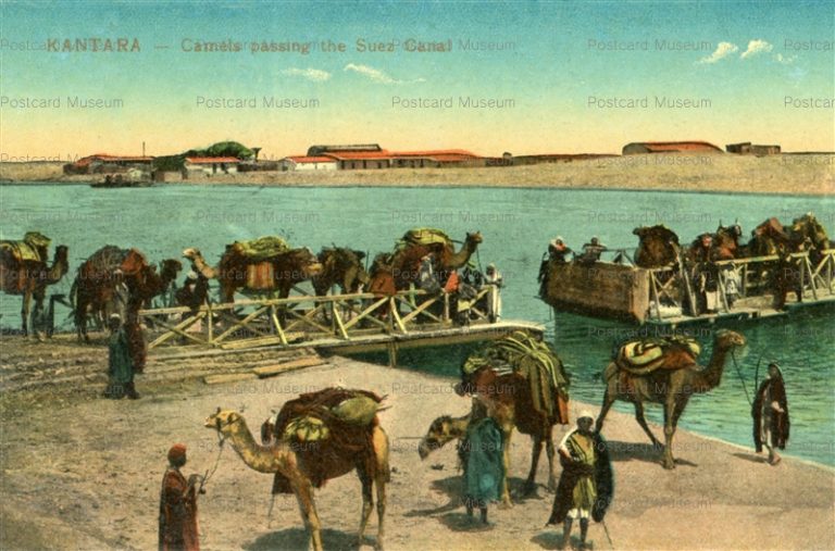 gp182-Kantara Camels passing the Suez Canal