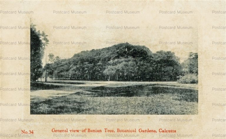 ind031-General view Banian Tree Botanical Gardens Calucutta
