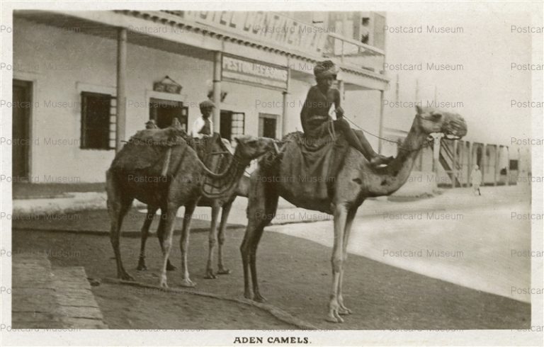 mai018-Aden Camels