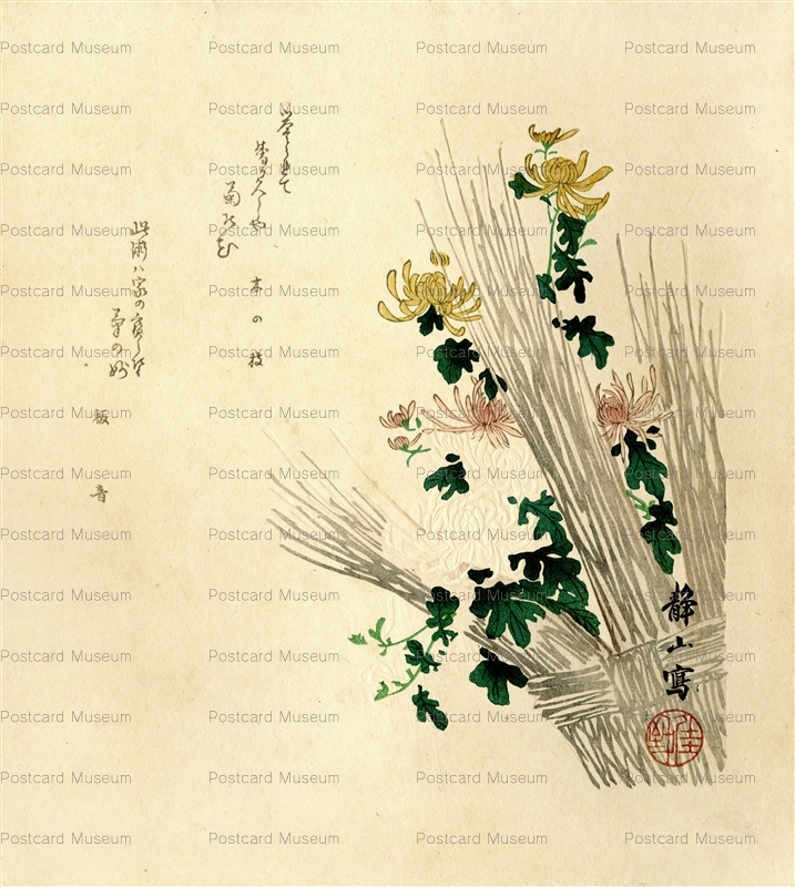 ukt350-静山 菊