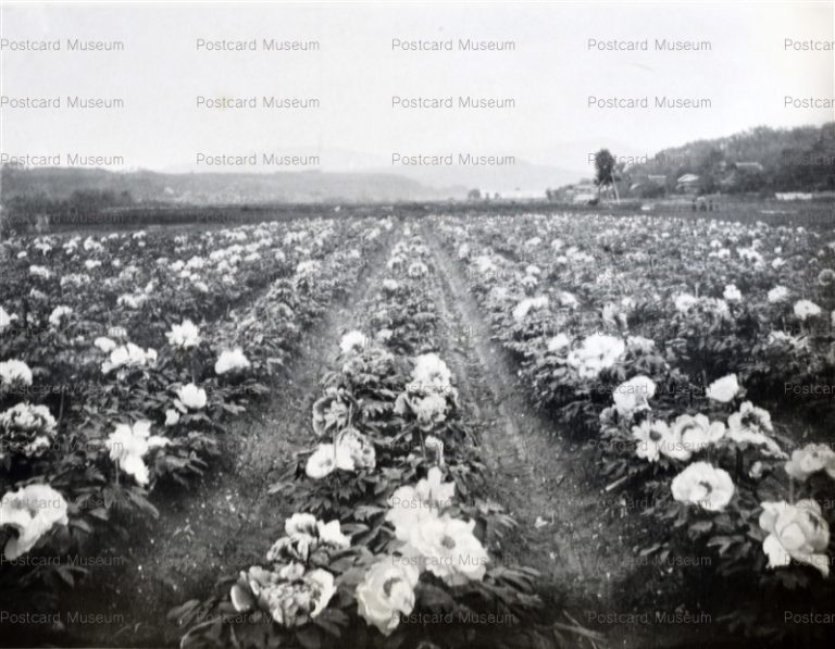 oj757-Peony Garden Kinobe 木部の牡丹畑