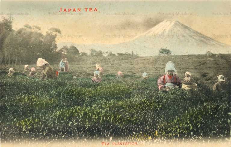 fk050-茶畑 富士山を背景に茶摘み風景 茶摘娘