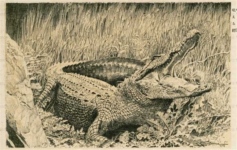 kak060-樺島勝一 吼える鰐