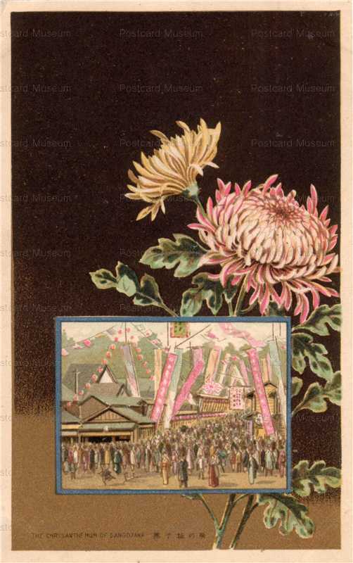 kfg466-団子坂の菊