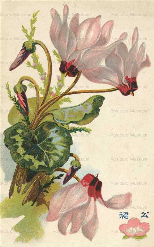 kfg510-シクラメン 公徳