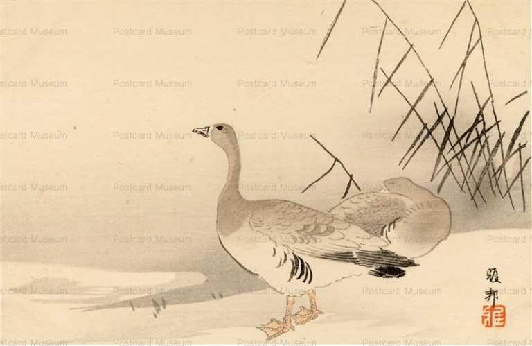 kfg815-橋本雅邦 家鴨