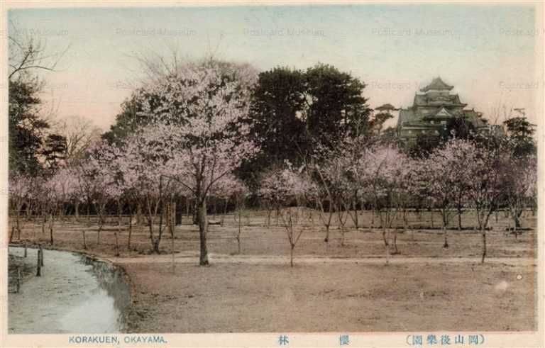 ok428-Cherry Blossoms Korakuen Okayama 桜林 岡山後楽園