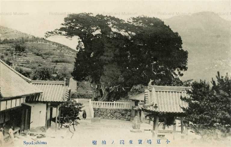 xk679-Syodoshima 小豆嶋寶生院ノ柏樹