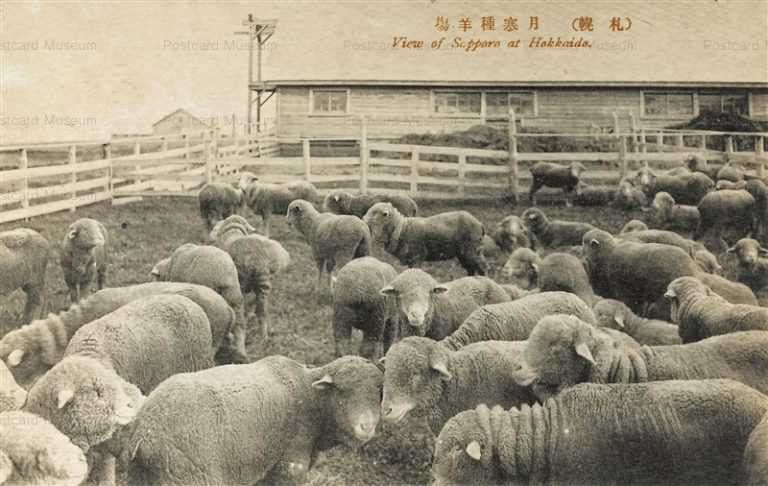 hs835-Sheep Sapporo Hokkaido 月寒種羊場 札幌　