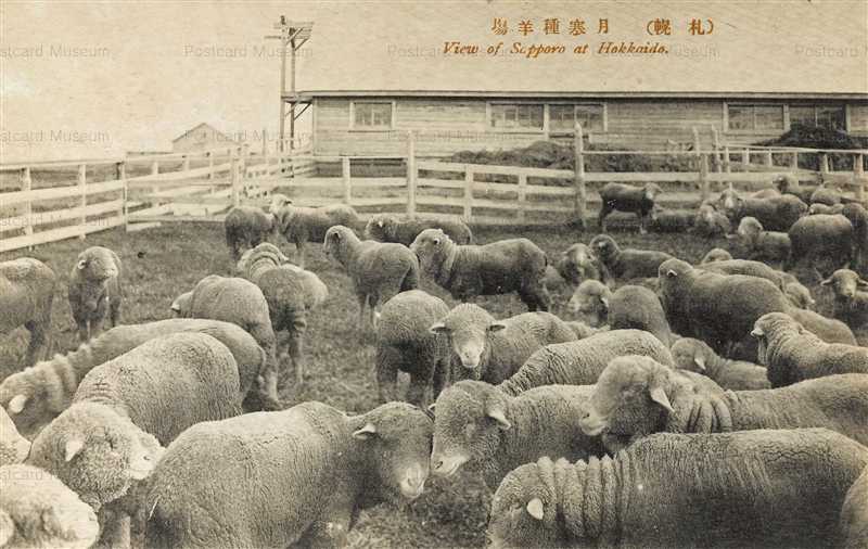 hs835-Sheep Sapporo Hokkaido 月寒種羊場 札幌 | 絵葉書資料館