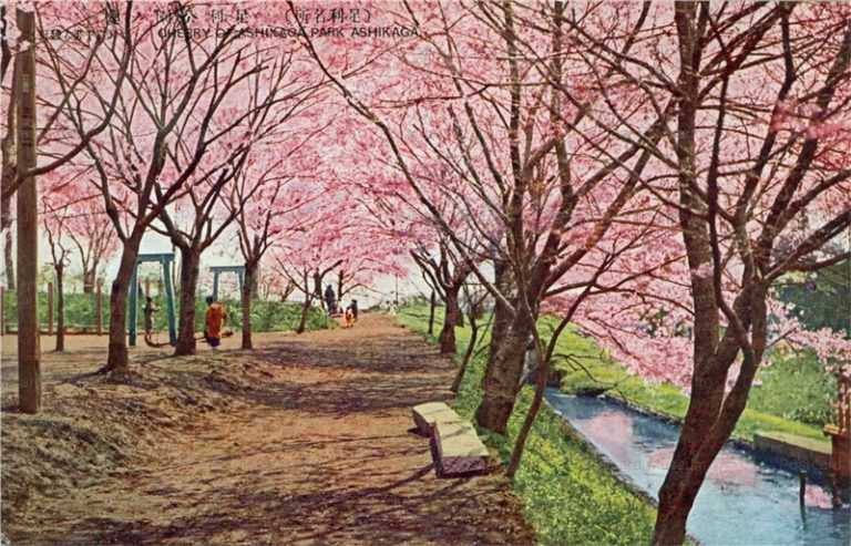 lt1395-Cherry Blossom Ashikaga Park 足利公園ノ櫻 栃木