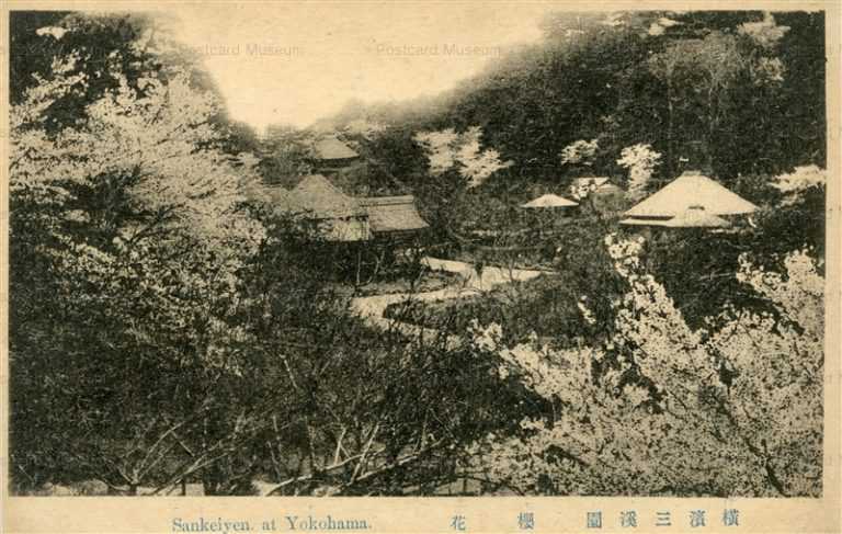 ybb640-Sankeiyuen,at Yokohama 横濱三渓園 櫻花