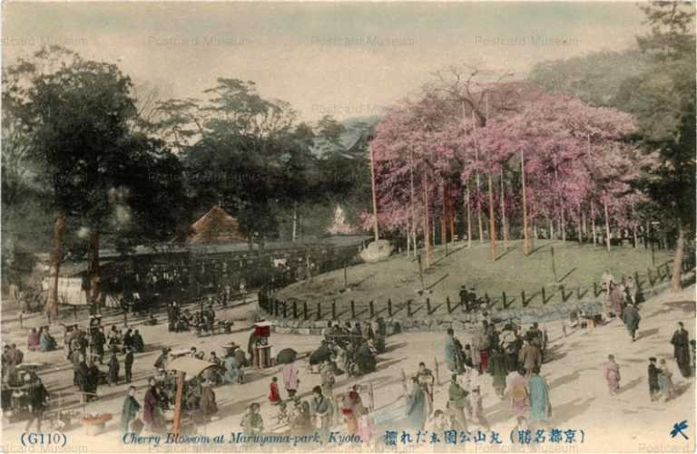 ky440-G110 Cherry Blossom at Maruyama-Park,Kyoto 丸山公園志だれ桜