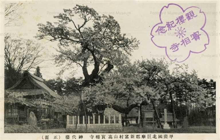 kob546-Jissoji Kaikoku Yamanashi 甲斐國北巨摩郡新富村山高 實相寺 神代櫻 正面