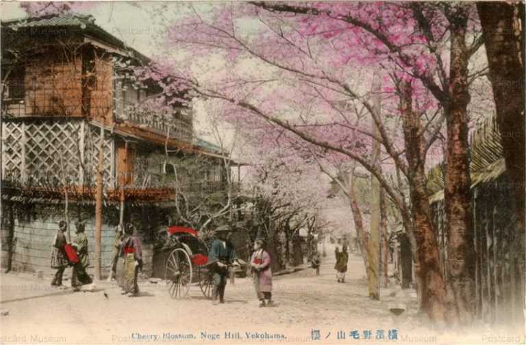 yb050-Cherry Blossom Noge Hill,Yokohama 横浜野毛山ノ桜