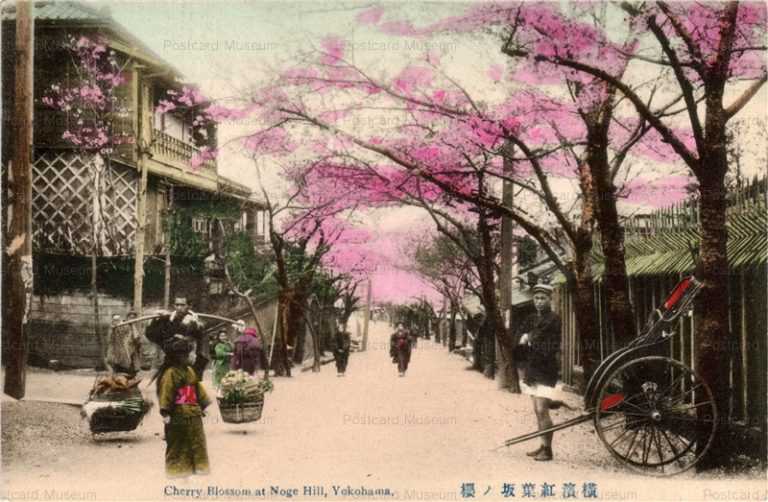 yb070-Cherry Blossom at Noge Hill,Yokohama 横浜紅葉坂ノ桜