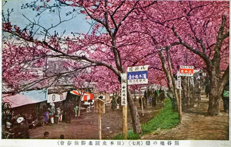 ls890-Kumagaya Bank Cherry Blossom Saitama 熊谷堤の桜 其七 埼玉