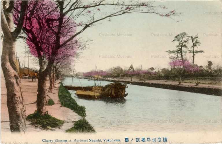 yb530-Cherry Blossom at Horiwari Negishi,Yokohama 横浜根岸掘割ノ桜
