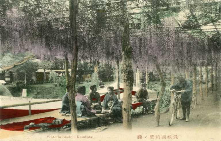 ls775-Wisteria Blossom Kasukabe Saitama 武藏國粕壁ノ藤 埼玉