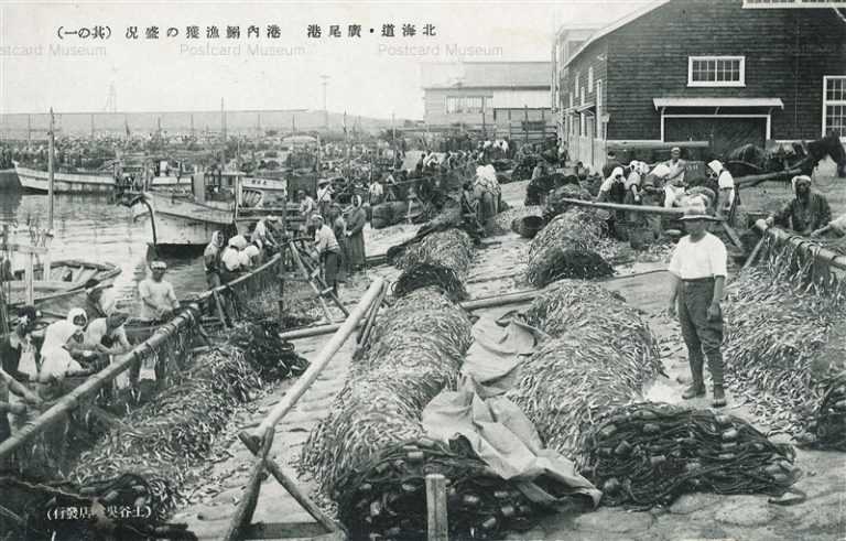 hj165-Hiroo Port 北海道廣尾港 構内鰯漁獲の盛況 其の一