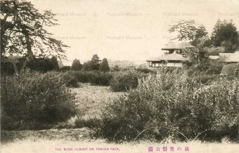 ll128-The Bush clover on Tokiwa park Ibaraki 萩の常磐公園 茨城