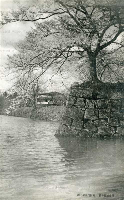 zn1455-Koriyama Castle Nishigomon 西御門駒留の櫻 郡山城址の桜