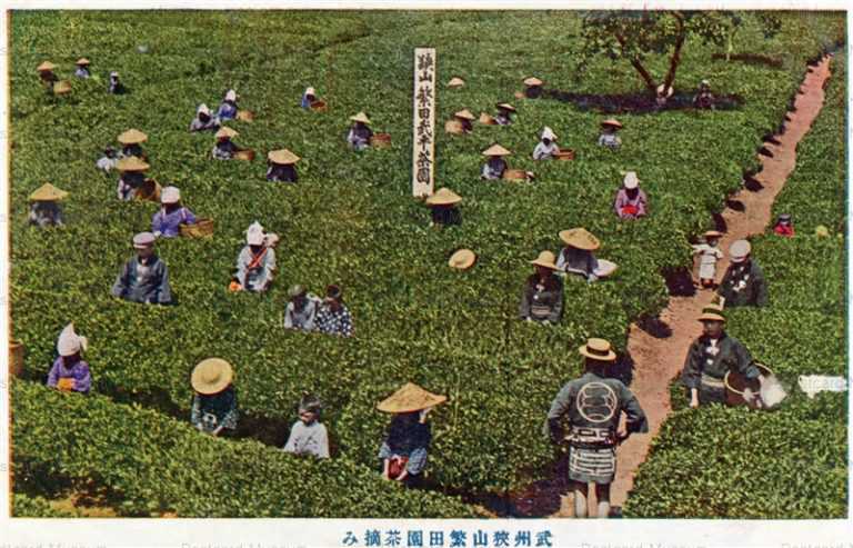 ls758-Sayama Shigetaen Tea picking Saitama 武州狭山繁田園茶摘み 埼玉
