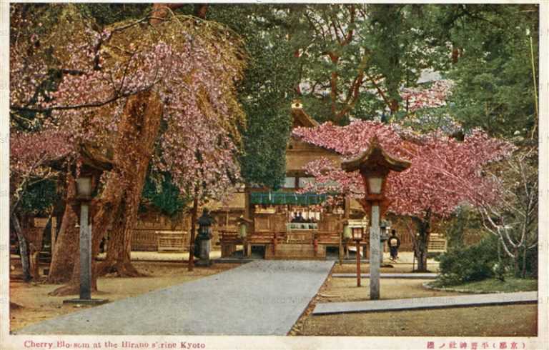 koc495-Cherry Blossom Hirano Shrine Kyoto 京都 平野神社ノ櫻