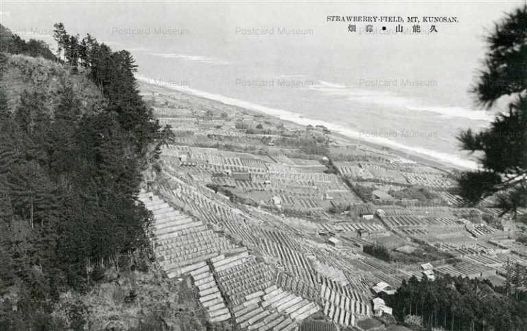 uc193-Strawberry Field Mt Kunosan 久能山 苺畑