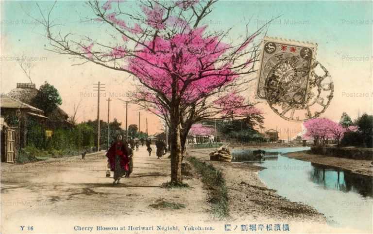 yb540-Cherry Blossom at Horiwari Negishi,Yokohama Y96 横浜根岸掘割ノ桜