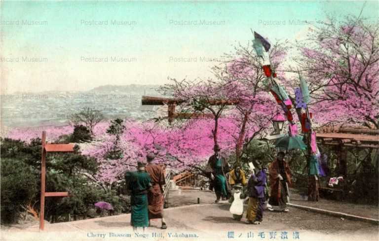 yb080-Cherry Blossom Noge Hill,Yokohama 横浜野毛山ノ桜