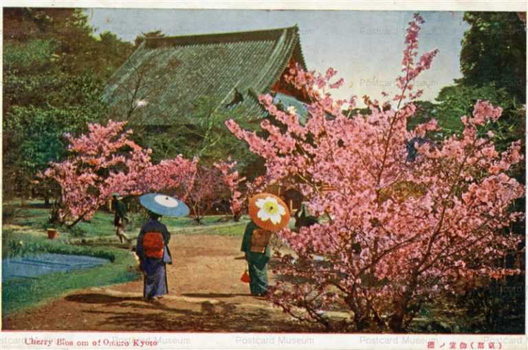 koc500-Cherry Blossom Omuro Kyoto 京都 御室ノ櫻