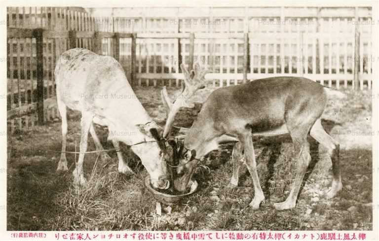 hkf250-Karafuto-Animals Snow Sledges Pulled 樺太風土馴鹿 樺太特有の動物にして雪中橇曳き等に使役すオロチヨン人家畜せり