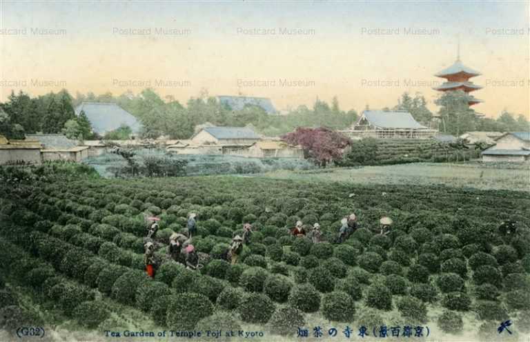 ko210-Tea Garden of Temple Toji at kyoto 京都東寺の茶畑