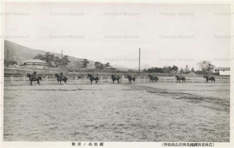xt685-Horse Training Tokushima 種牡馬の運動 農林省四国種馬所徳島出張所 上板町