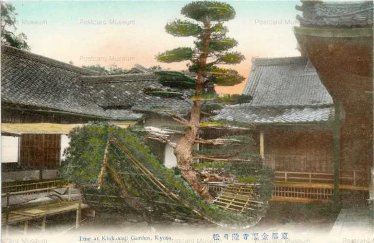 ko552-Pine at Kinkakuji Garden,Kyoto 京都金閣寺陸舟松