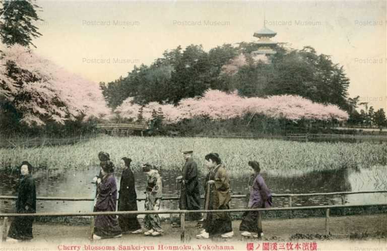 yb690-Cherry blossoms Sankei-yen Honmoku Yokohoma 横濱本牧三渓園ノ櫻