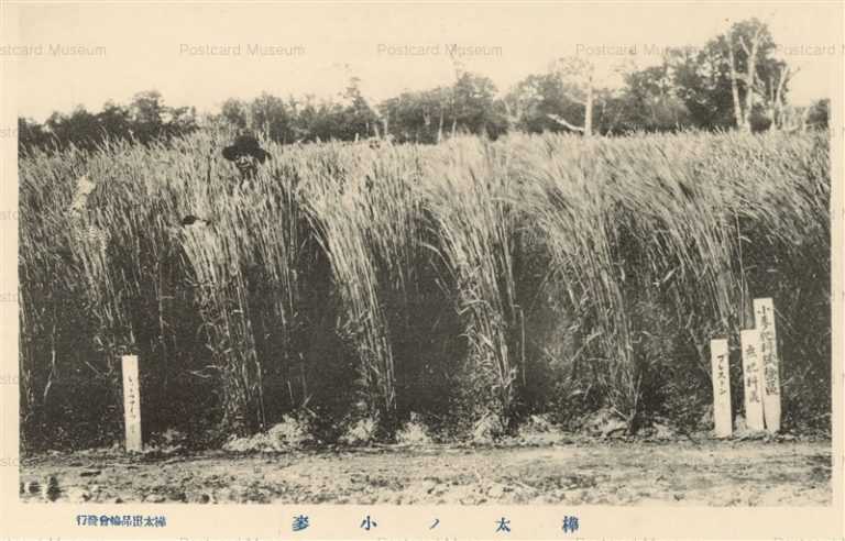 hkf320-Karahuto Wheat 樺太の小麥