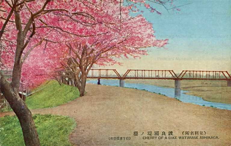lt1420-Cherry of Dike Watarase Ashikaga 渡良瀬堤ノ櫻 足利名所 栃木