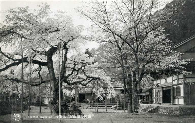 kob530-Tanba Yamakuni Jyoshokoji Temple 850 満開の左近櫻と九重櫻 丹波山國常照皇寺