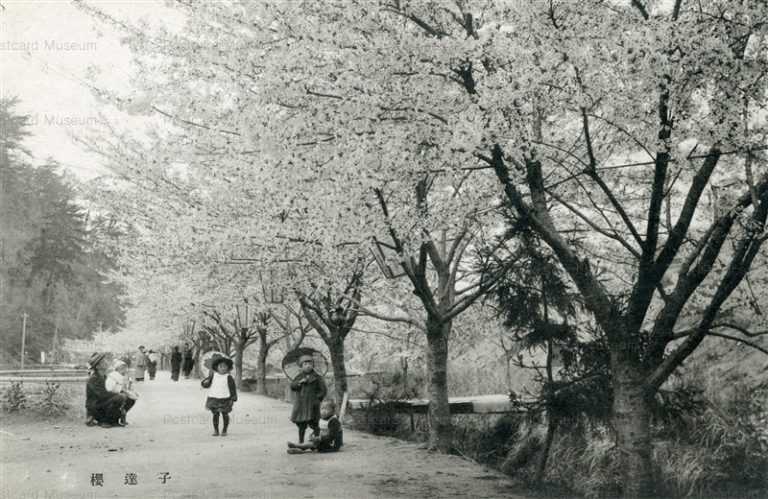 cim1650-Cherry Blossom 子逹櫻