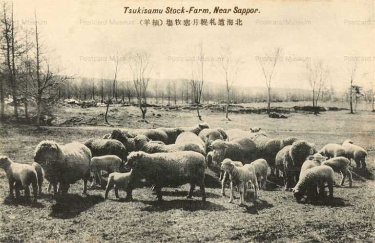 hs830-Tsukisamu Stock Farm near Sapporo 月寒牧場 羊緬 札幌